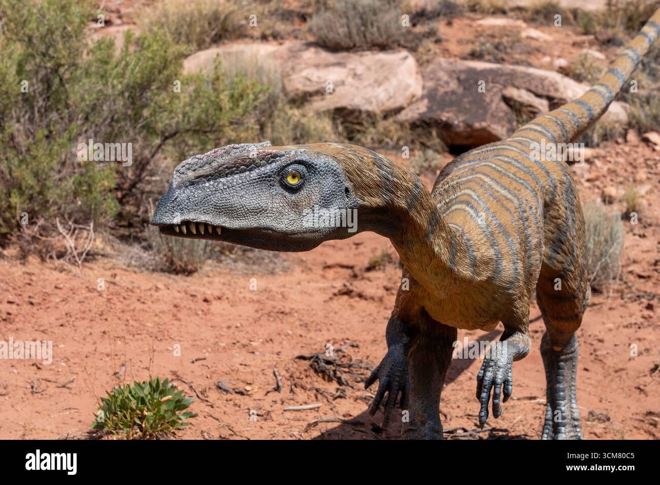 Replica a grandezza naturale di Liliensternus lililiensterni, un dinosauro carnivoro. Nel parco dei dinosauri Moab Giants. Moab, Utah. Foto Stock