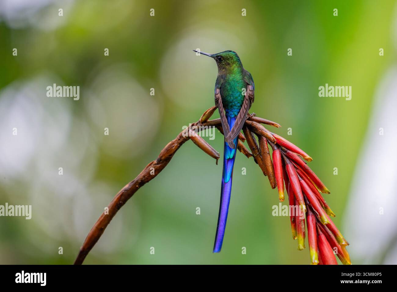 Un colibrì Sylph dalla coda viola, arroccato su un'infiorescenza di aloe nella foresta nuvolosa di Mindo in Ecuador. Foto Stock