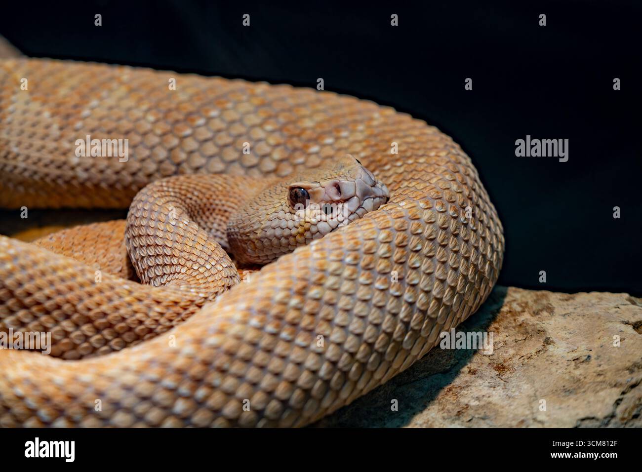 Leucistic Western Diamondback Rattlesnake. Living Desert Zoo & Gardens State Park, Carlsbad, New Mexico. Foto Stock