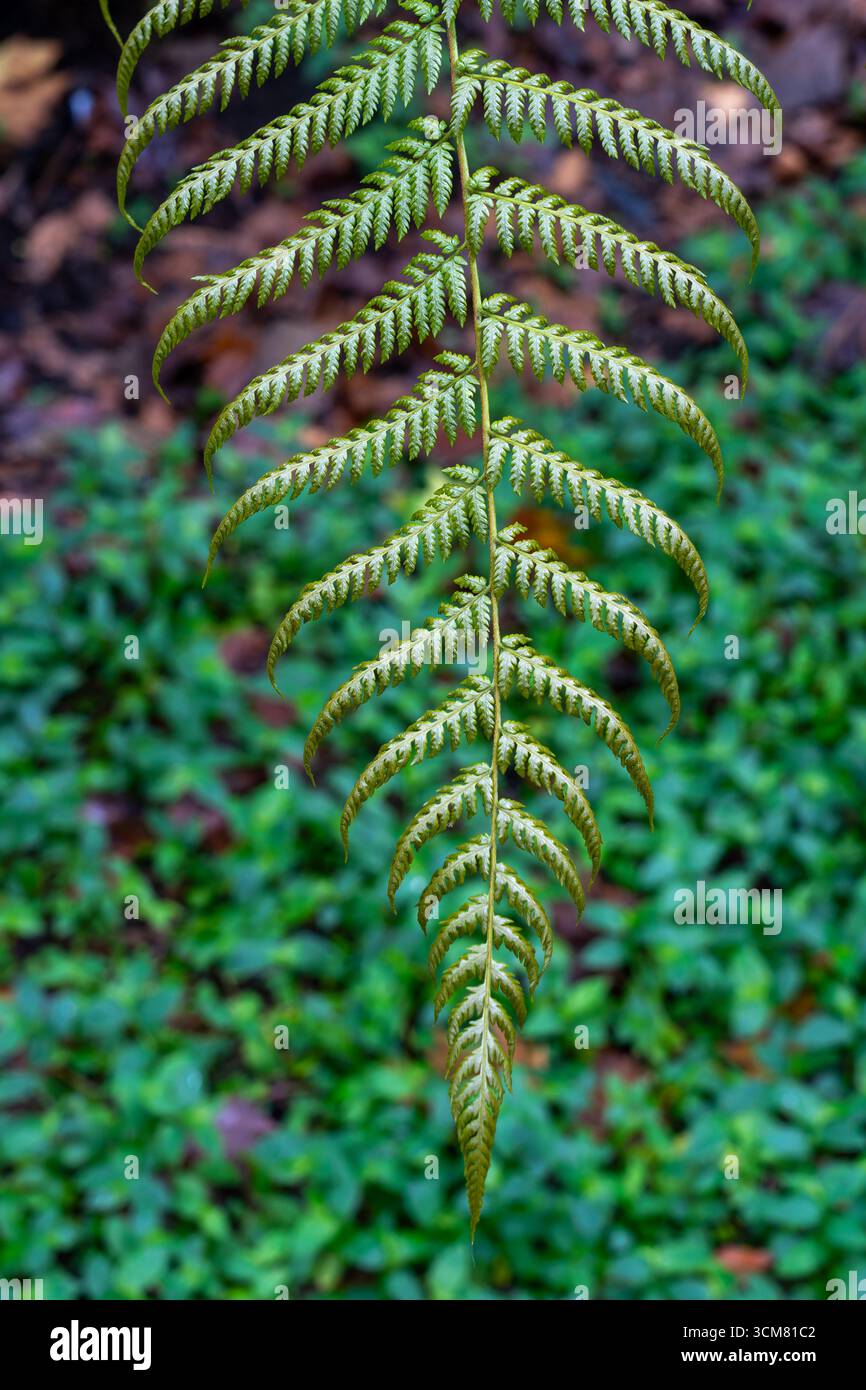 Dettaglio di una felce nel Giardino Botanico, Parco la Carolina, Quito, Ecuador. Foto Stock