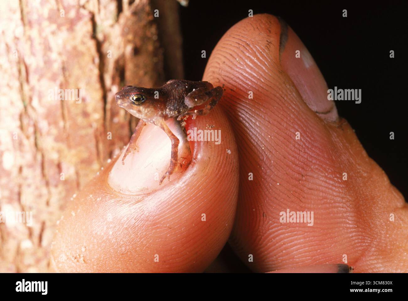 Piccola rana, Indonesia. Foto Stock