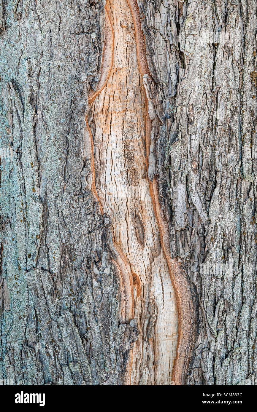Primo piano di una crepa nella consistenza ruvida della corteccia del tronco dell'albero. Immagine verticale. Foto Stock