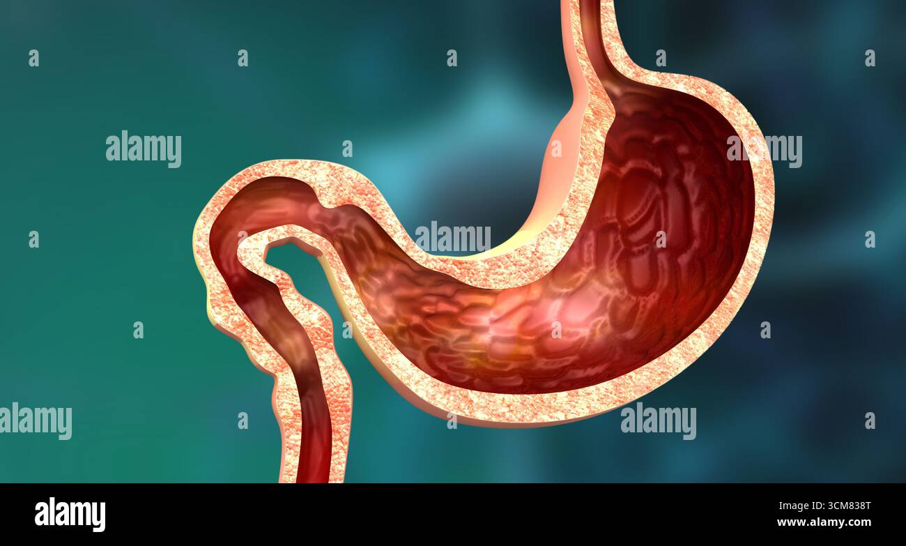 Sezione trasversale dello stomaco umano. illustrazione 3d. Foto Stock