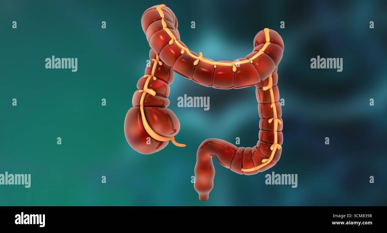 Colon umano, anatomia dell'intestino crasso. illustrazione 3d. Foto Stock