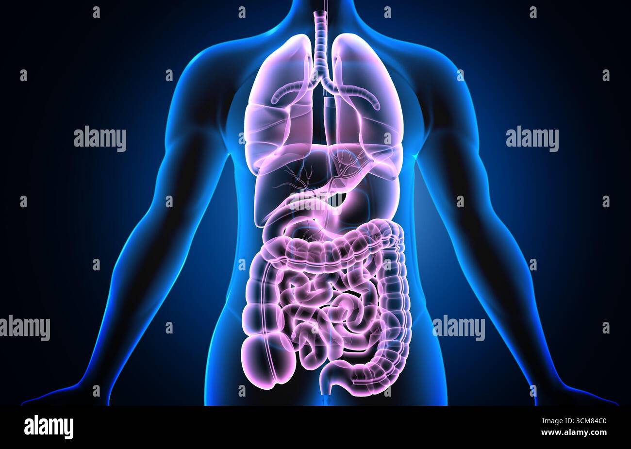 Anatomia del corpo umano con sistema digestivo. illustrazione 3d. Foto Stock