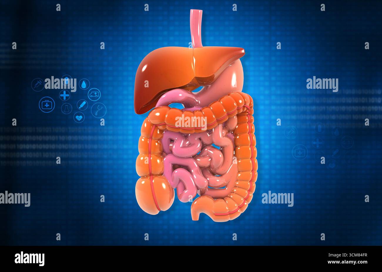 Apparato digerente umano su sfondo scientifico blu. illustrazione 3d. Foto Stock