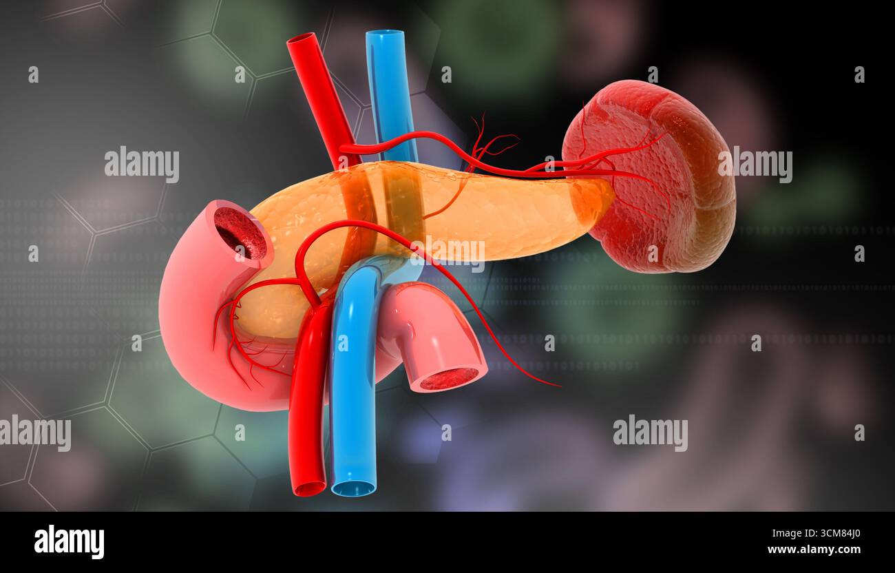 Pancreas su sfondo medico. illustrazione 3d. Foto Stock