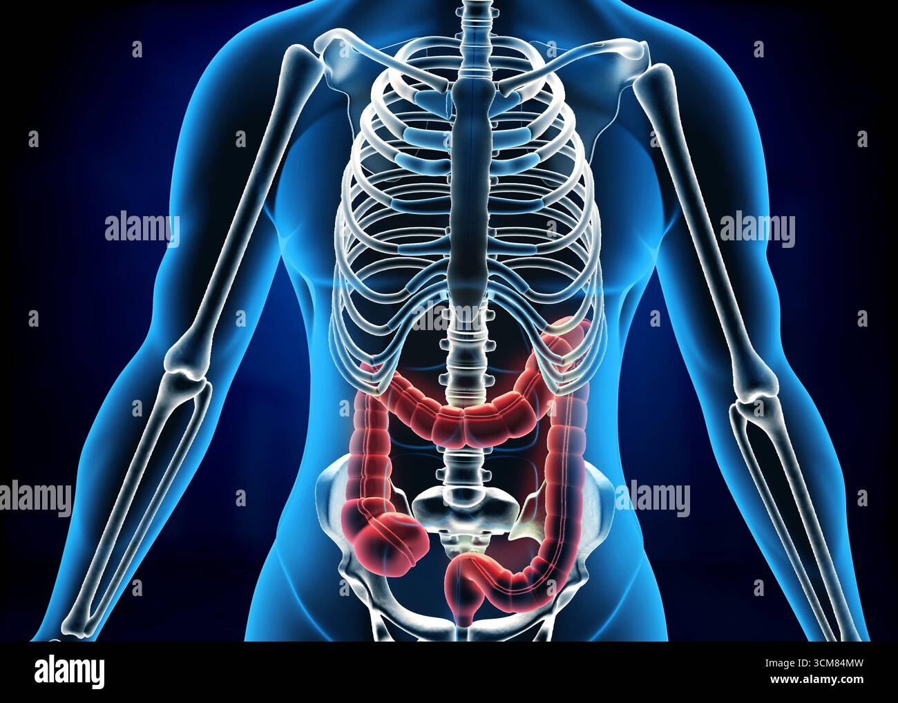 Anatomia del corpo umano, colon, intestino crasso. illustrazione 3d. Foto Stock