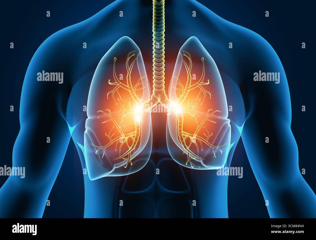 Anatomia polmonare umana su sfondo scientifico. illustrazione 3d. Foto Stock