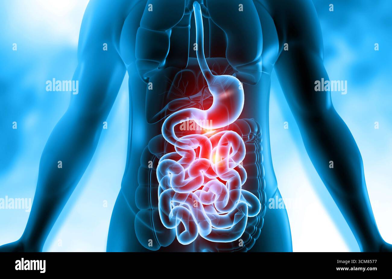 Anatomia del sistema digerente del corpo umano su base scientifica. illustrazione 3d. Foto Stock