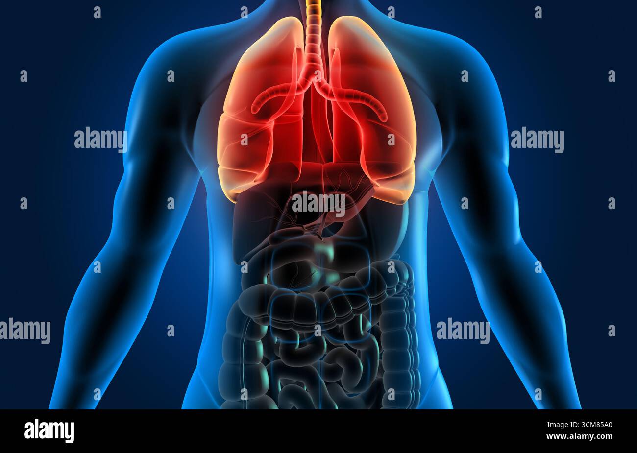 Corpo umano con sistema respiratorio, anatomia polmonare. illustrazione 3d. Foto Stock