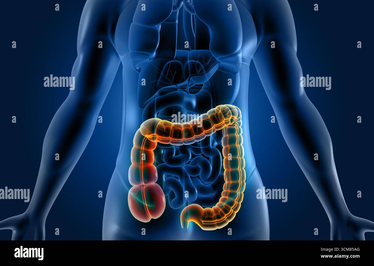 Anatomia del sistema digerente del corpo umano su base scientifica. illustrazione 3d. Foto Stock