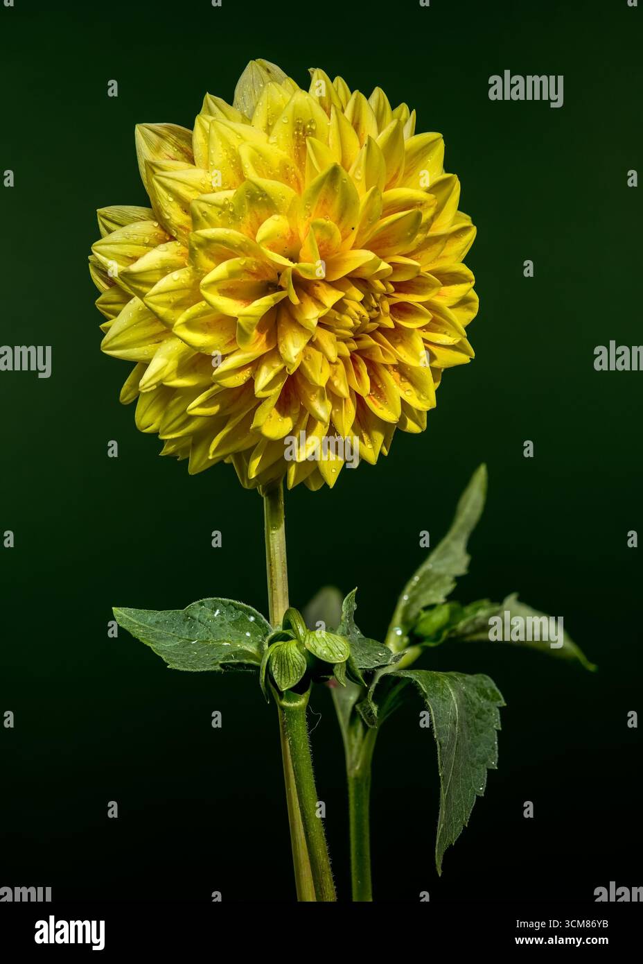 Dahlia giallo brillante sbocciata su sfondo verde scuro Foto Stock