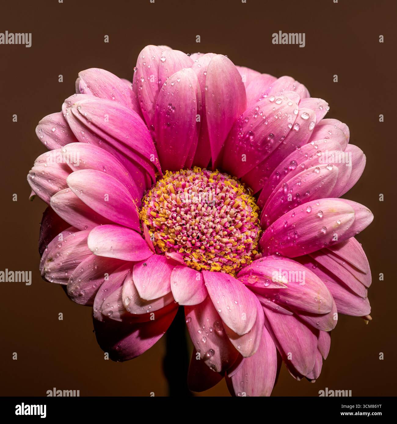 Margherita rosa vivace Gerbera con gocce d'acqua Foto Stock