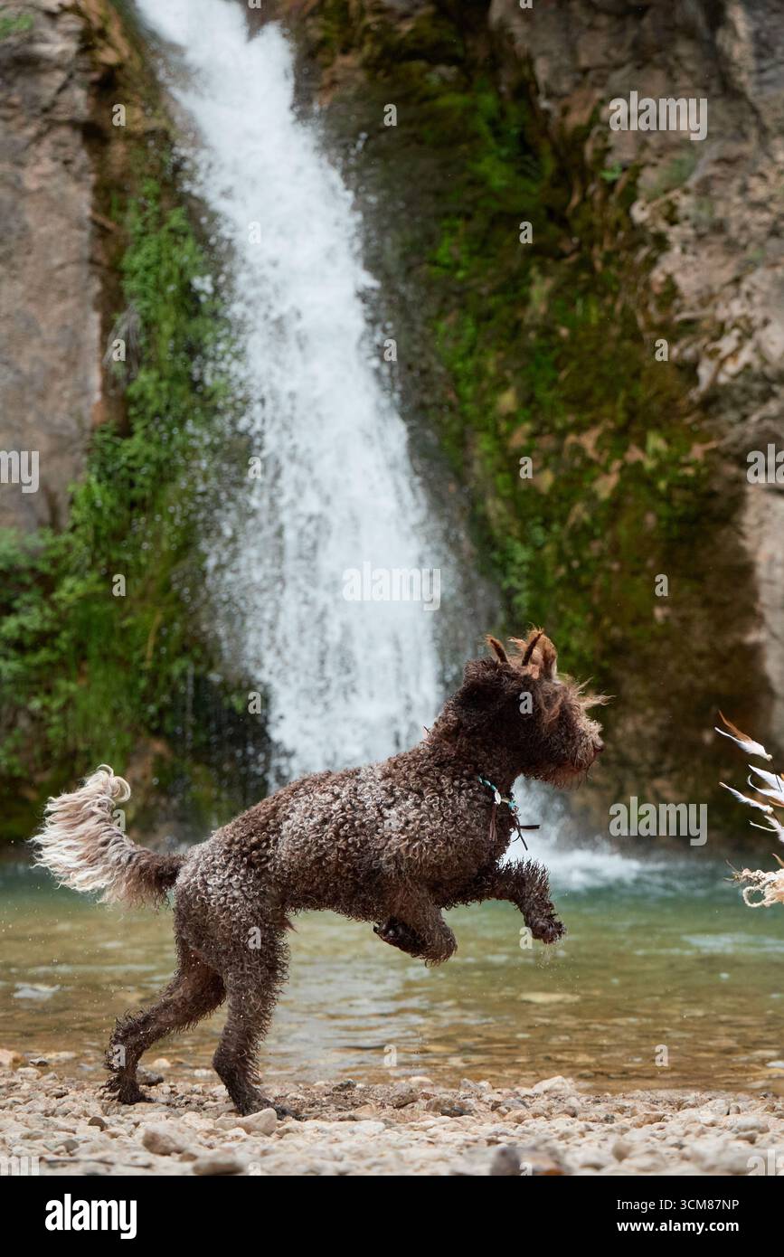 Un cane bruno riccio del Lagotto Romagnolo corre su un letto roccioso vicino ad una potente cascata. La scena cattura il movimento e l'esplorazione all'aperto. Foto Stock