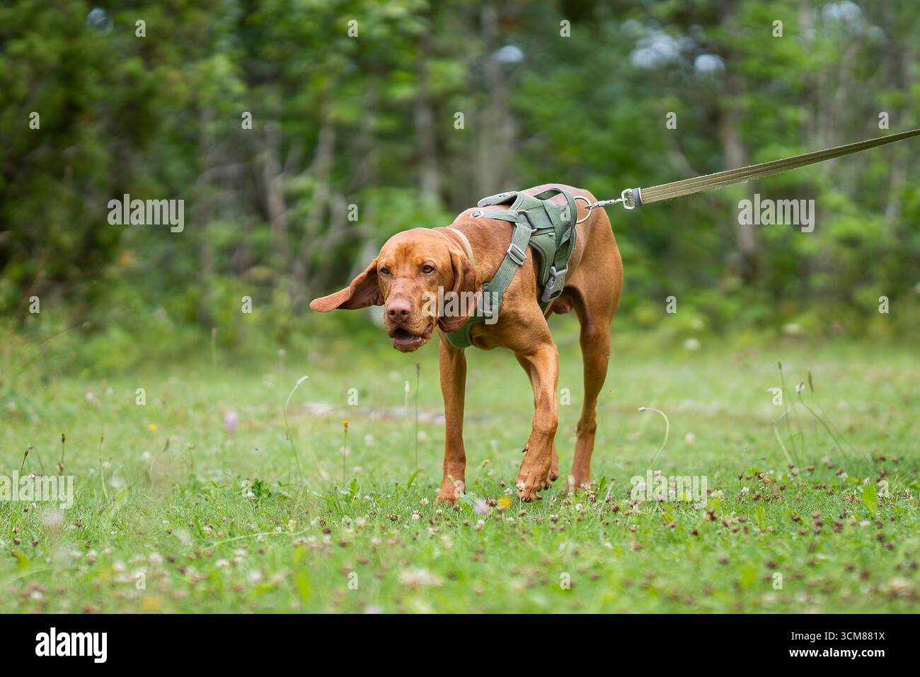 Camminando nella vizsla ungherese. Ritratto di Vizsla noto anche come Vizsla ungherese, Magyar Vizsla o puntatore ungherese. Puntamento del tracciamento dei cani sul campo. Foto Stock