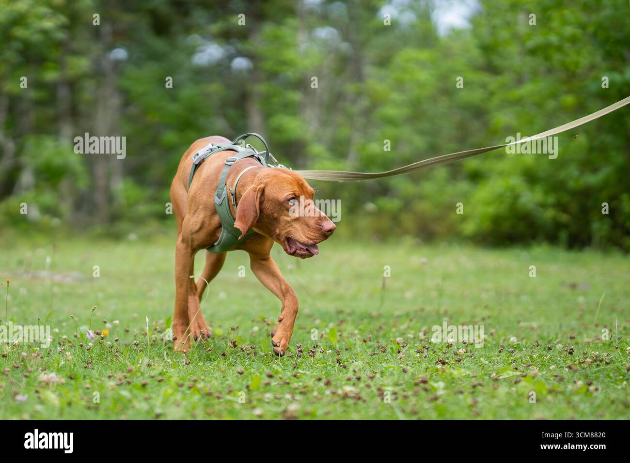 Camminando nella vizsla ungherese. Ritratto di Vizsla noto anche come Vizsla ungherese, Magyar Vizsla o puntatore ungherese. Puntamento del tracciamento dei cani sul campo. Foto Stock