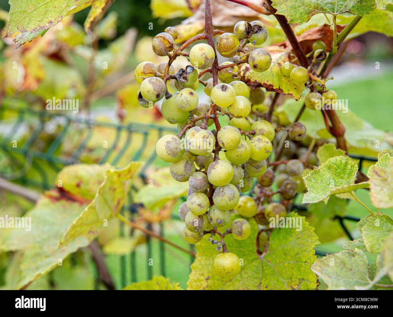 Botrytis cinerea o Oidium tuckeri sulle uve. La malattia fungina rende i grappoli di uva grigi e li fa rompere. Foto Stock