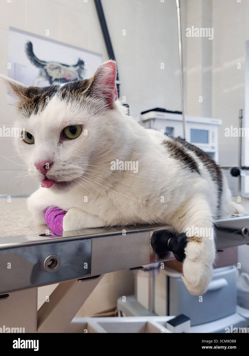 Gatto bianco con zampa fasciata presso la clinica veterinaria sul tavolo operatorio Foto Stock