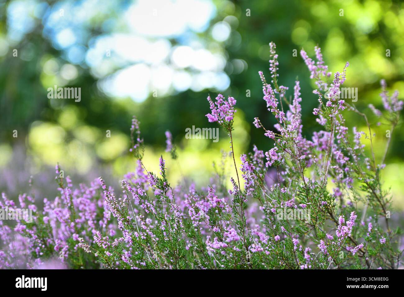 Fiori di Erica che fioriscono a fine estate. Piante selvatiche viola nel paesaggio naturale Foto Stock