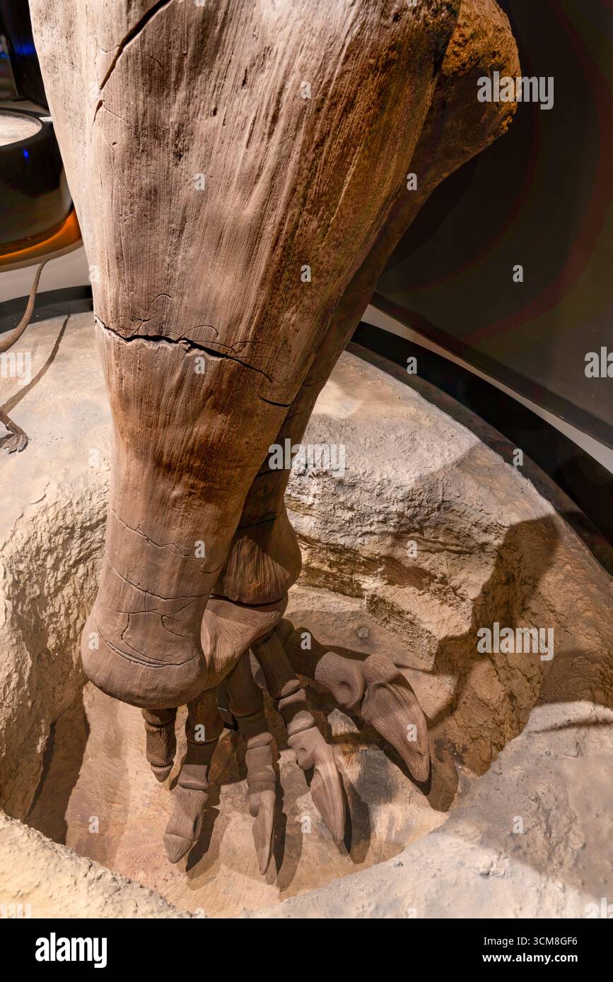 Mamenchisaurus sinocanadorum ossa delle gambe in un percorso nel Tracks Museum, Moab Giants Dinosaur Park, Moab, Utah. Foto Stock
