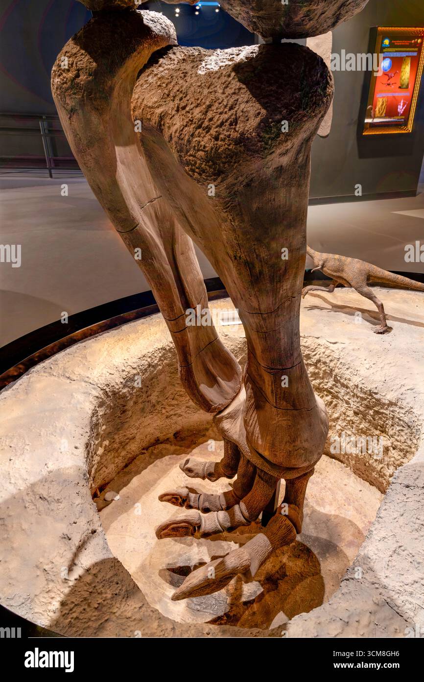 Mamenchisaurus sinocanadorum ossa delle gambe in un percorso nel Tracks Museum, Moab Giants Dinosaur Park, Moab, Utah. Foto Stock
