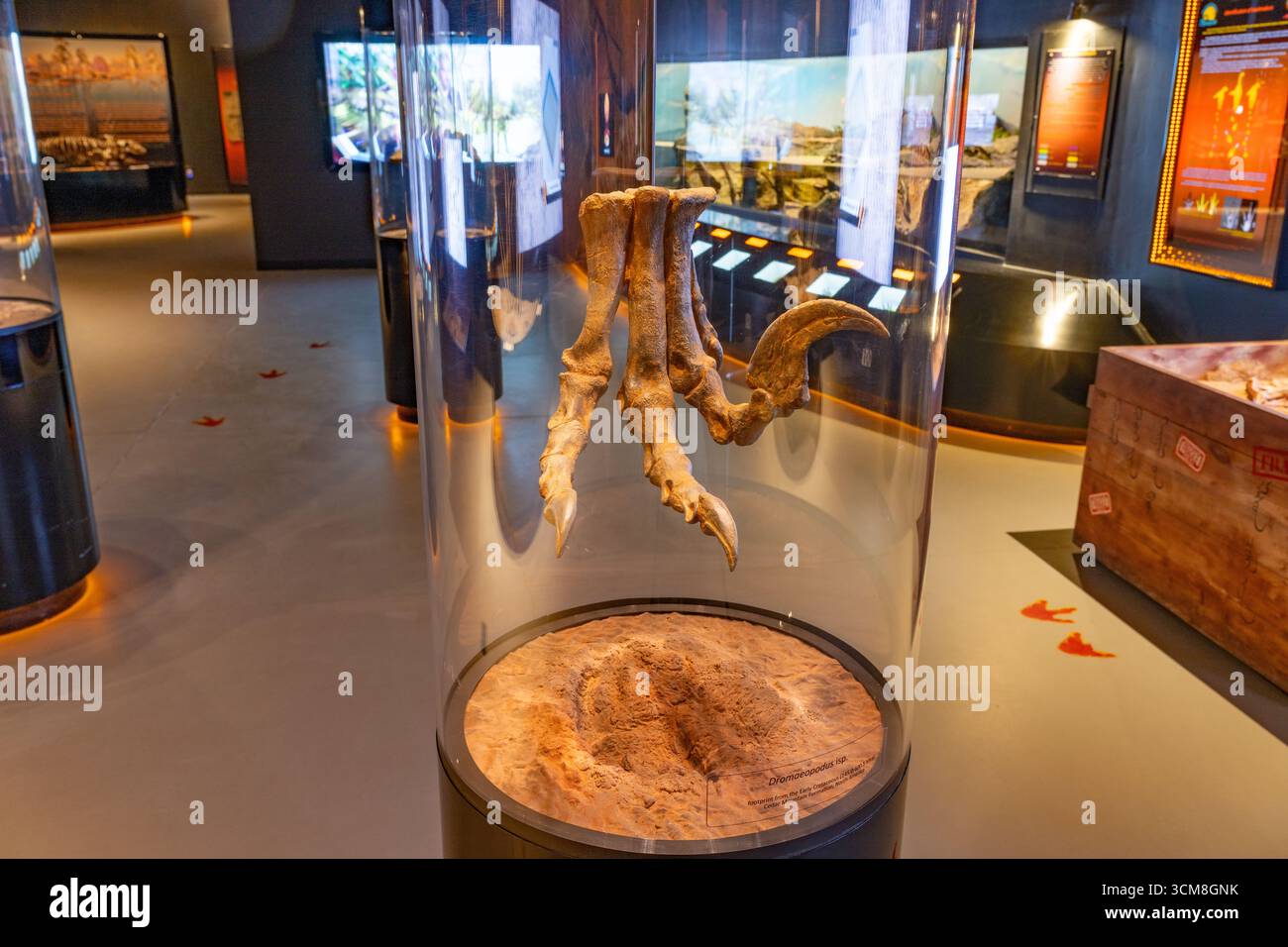 Riproduzione dell'osso del piede e traccia di un isp Dromaeopodus. Nel Tracks Museum of the Moab Giants Dinosaur Park, Moab, Utah. Foto Stock