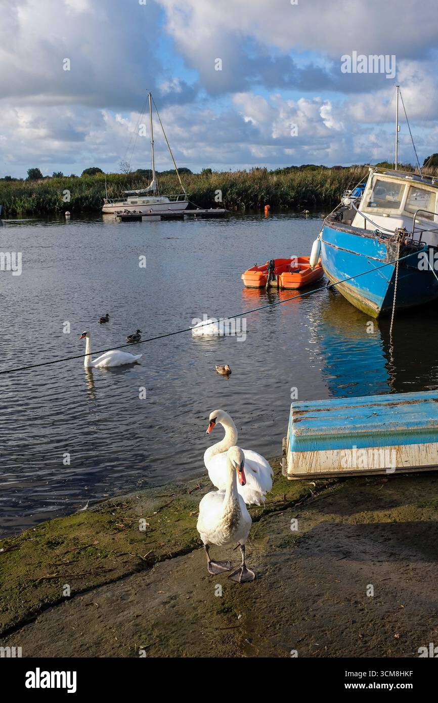 Cigni nel porto di Christchurch, un porto naturale sulla costa meridionale dell'Inghilterra nel Dorset, dove si incontrano i fiumi Avon e Stour Foto Stock