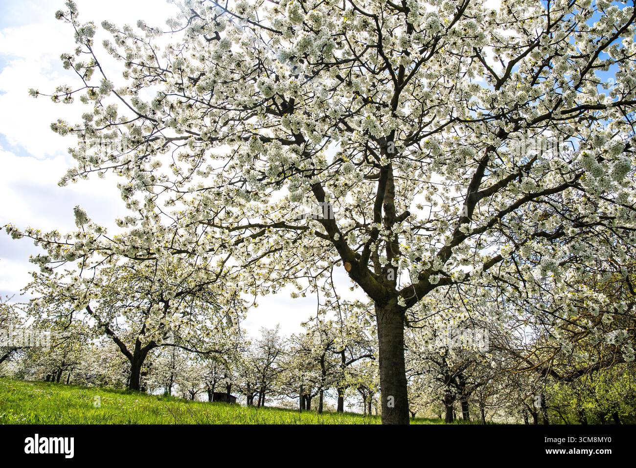 Prato di ciliegio in piena fioritura dal suolo Foto Stock
