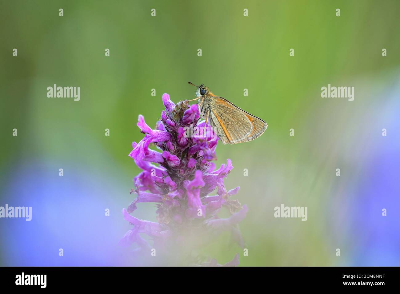 Farfalla bruna dalla testa marrone, Thymelicus sylvestris sul fiore della palude cicely Foto Stock