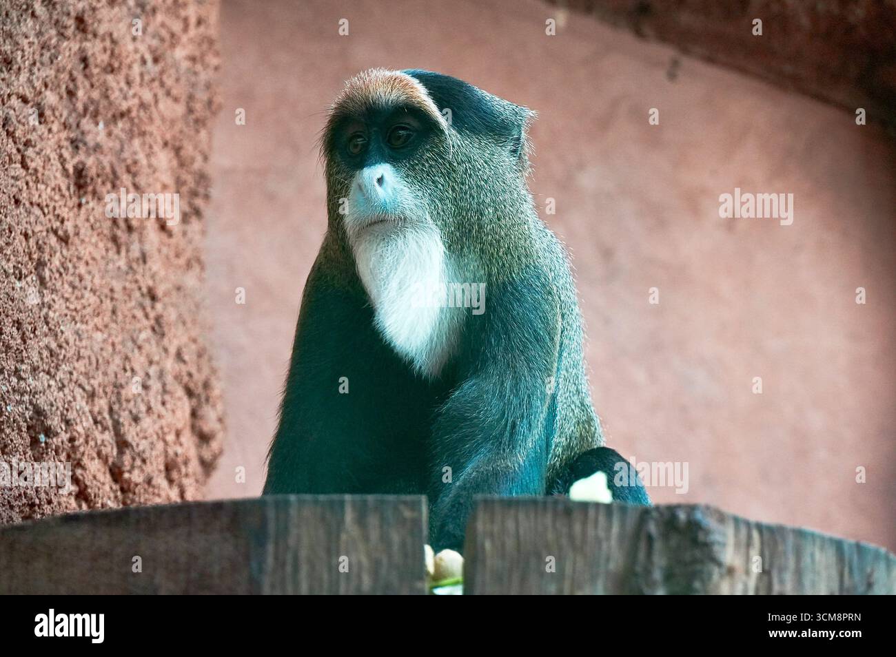 Il macaco barbario, Macaca fascicularis, è una specie di Foto Stock