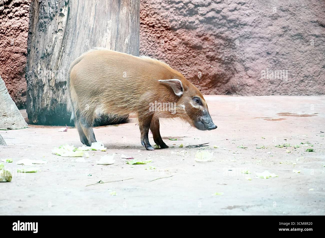Maiale di fiume rosso (Sus scrofa), noto anche come maiale cespuglio. Foto Stock
