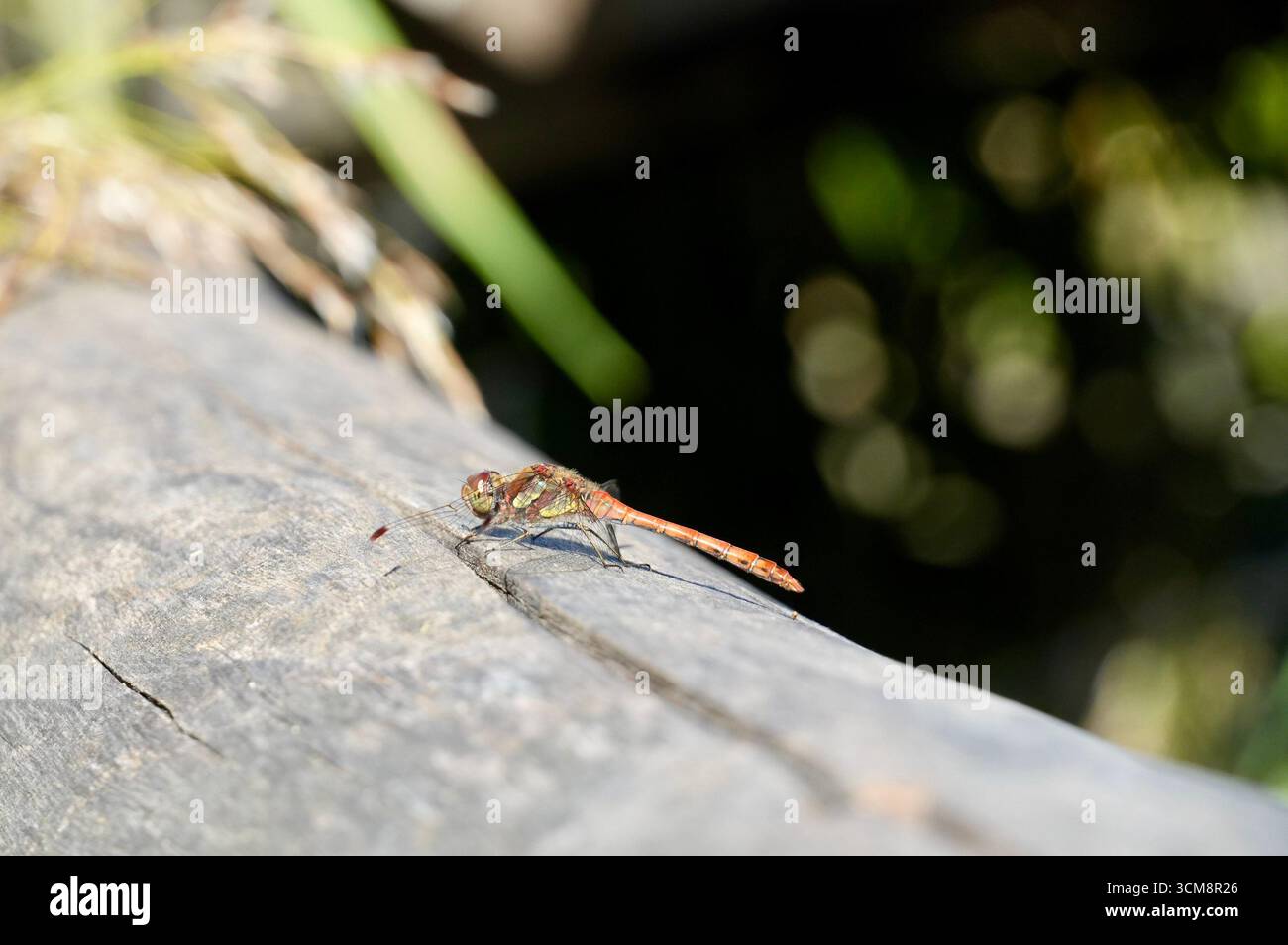 Dragonfly seduto su una roccia nella foresta, primo piano di foto Foto Stock