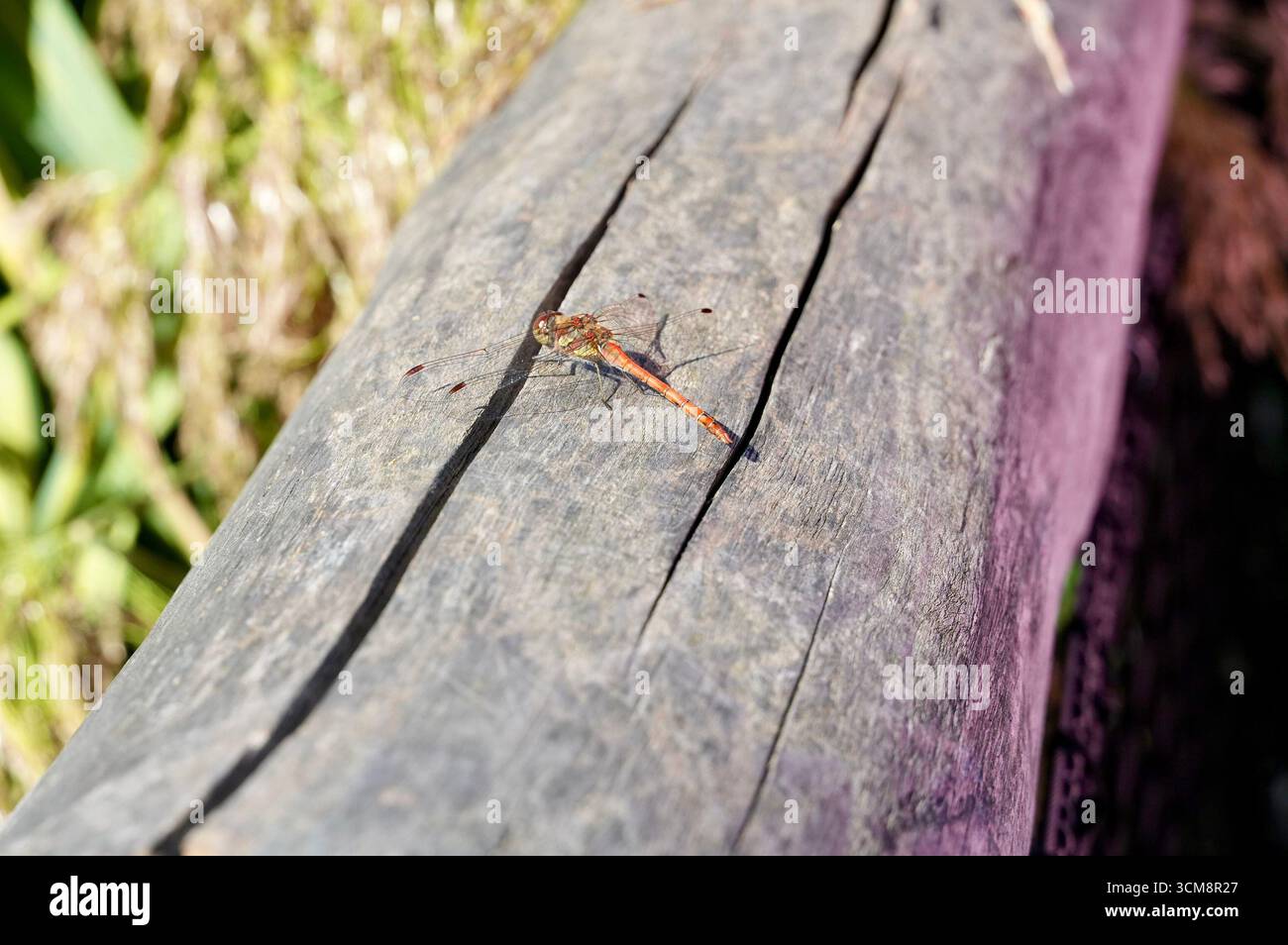 Dragonfly che riposa su un pezzo di legno nella foresta, da vicino Foto Stock