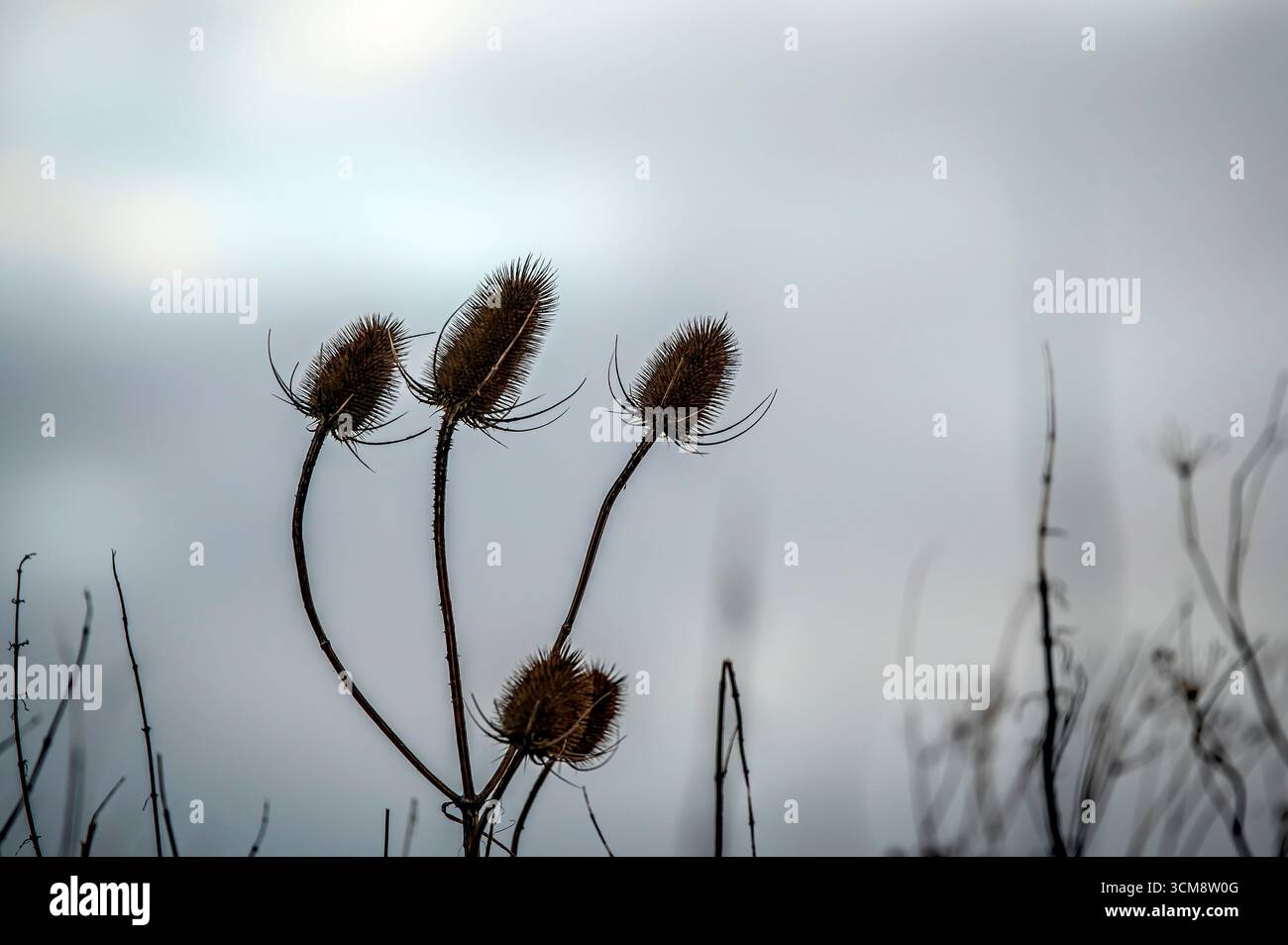 Pianta la vita contro la luce Foto Stock
