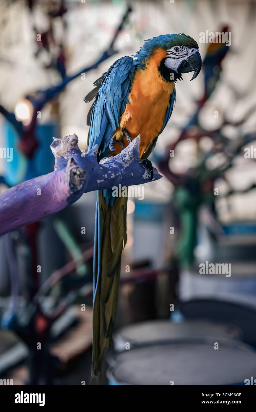 Un Macaw blu e giallo (Ara ararauna) si erge su un ramo d'albero, mostrando un piumaggio vibrante, un becco nero curvo e una sorprendente bellezza degli uccelli tropicali Foto Stock