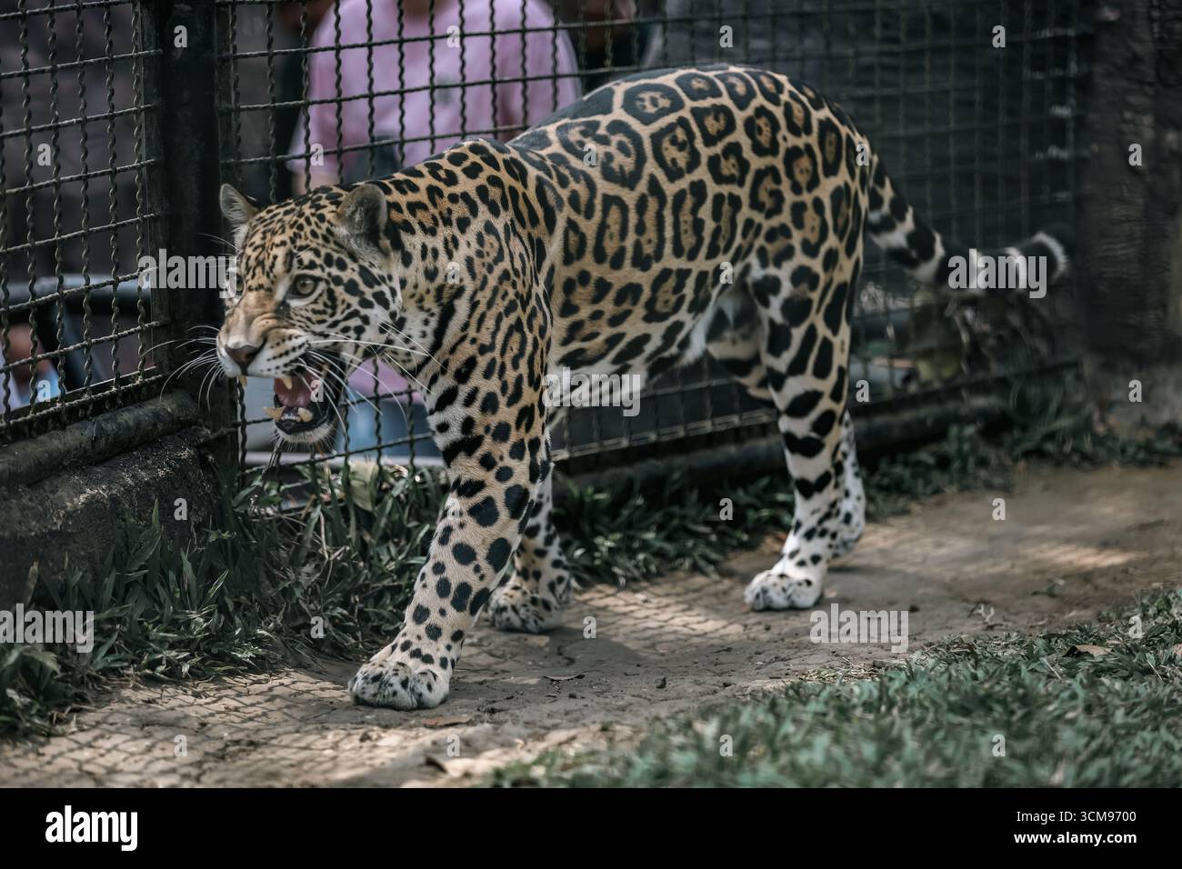 Un giaguaro (Panthera onca) cammina mentre ruggisce all'interno del suo recinto al Jatim Park 2, mettendo in evidenza la conservazione esotica dei grandi gatti e il turismo della fauna selvatica. Foto Stock