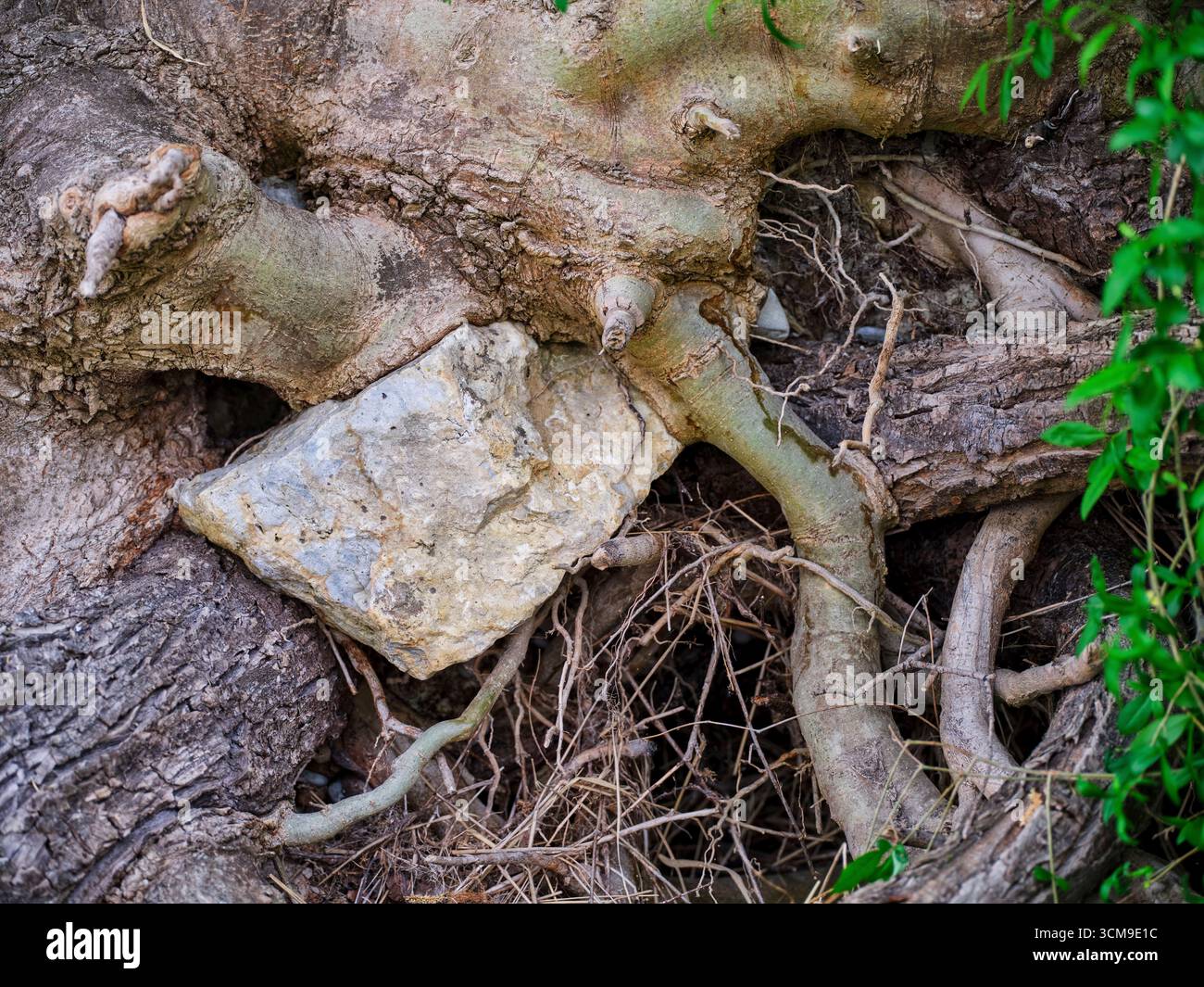 Lungo il tragitto nelle pianure alluvionali del Lech settentrionale vicino a Gersthofen, tronco di alberi nobili, radici, pietra Foto Stock