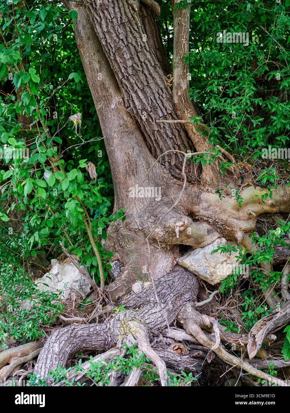 Lungo il tragitto nelle pianure alluvionali del Lech settentrionale vicino a Gersthofen, tronco di alberi nobili, radici, pietra Foto Stock