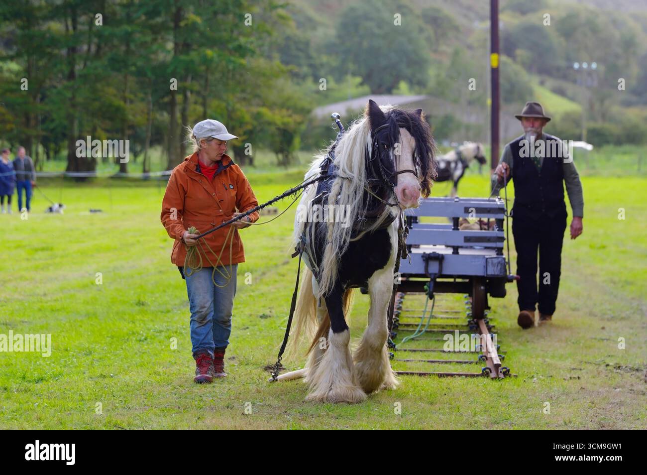 Carnog Working Horses, Abergnolwyn, Horse Drawn Slate Waggon Demonstration, tal Y Llyn, Foto Stock