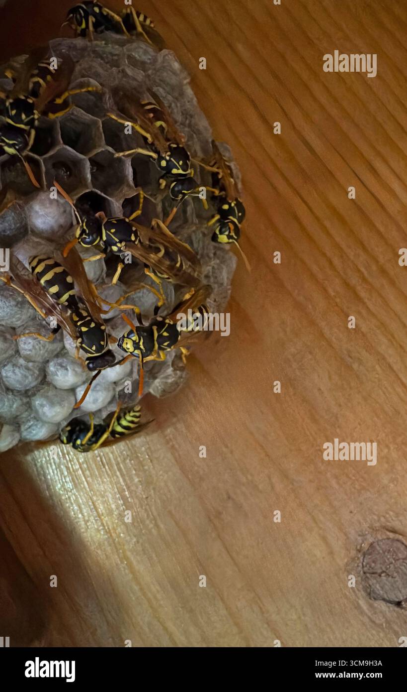 WASP seduto su un nido di vespa Foto Stock