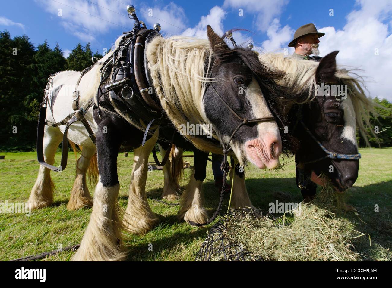 Carnog Working Horses, Abergnolwyn, Horse Drawn Slate Waggon Demonstration, tal Y Llyn, Foto Stock