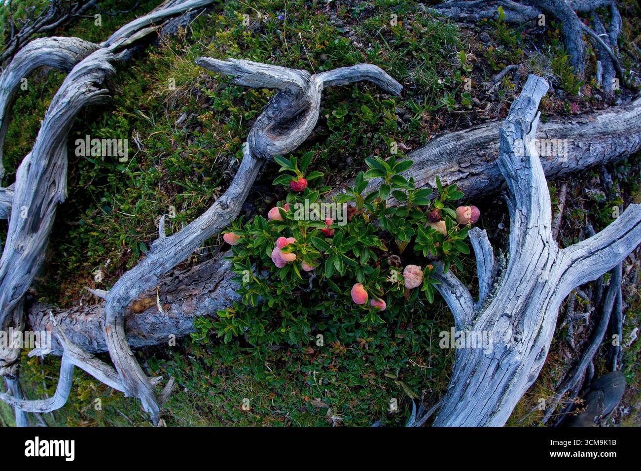 Rami alpini di mele rosa e pini leguminosi, Tirolo Foto Stock