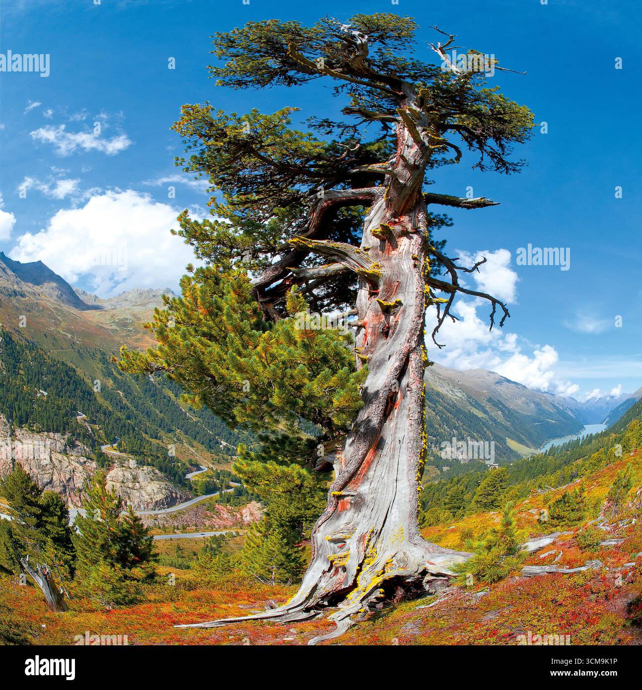 Wetterzirbe nella Kaunertal, in Tirolo Foto Stock