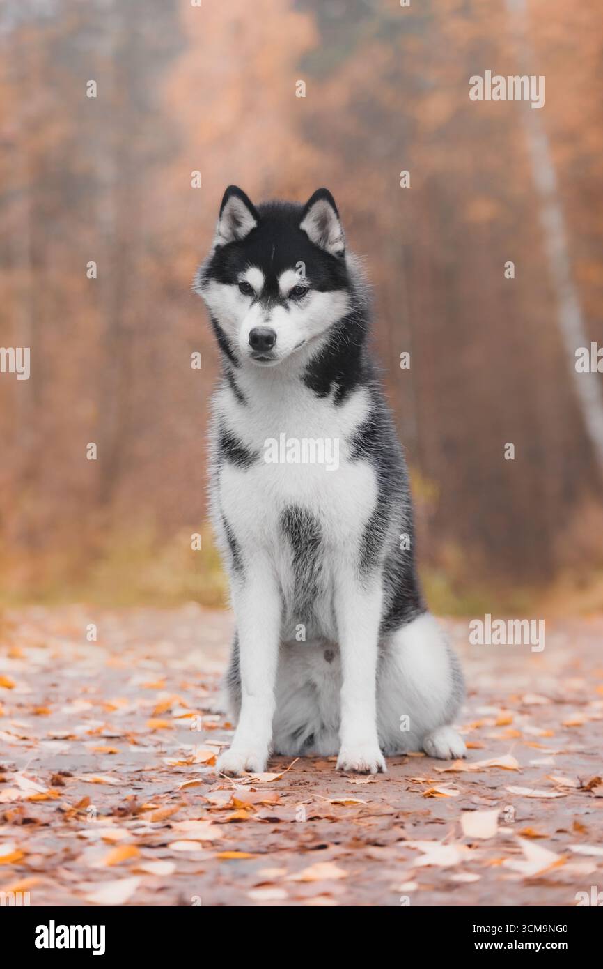 Husky siberiano seduto sul sentiero della foresta autunnale con postura verticale. Foto Stock