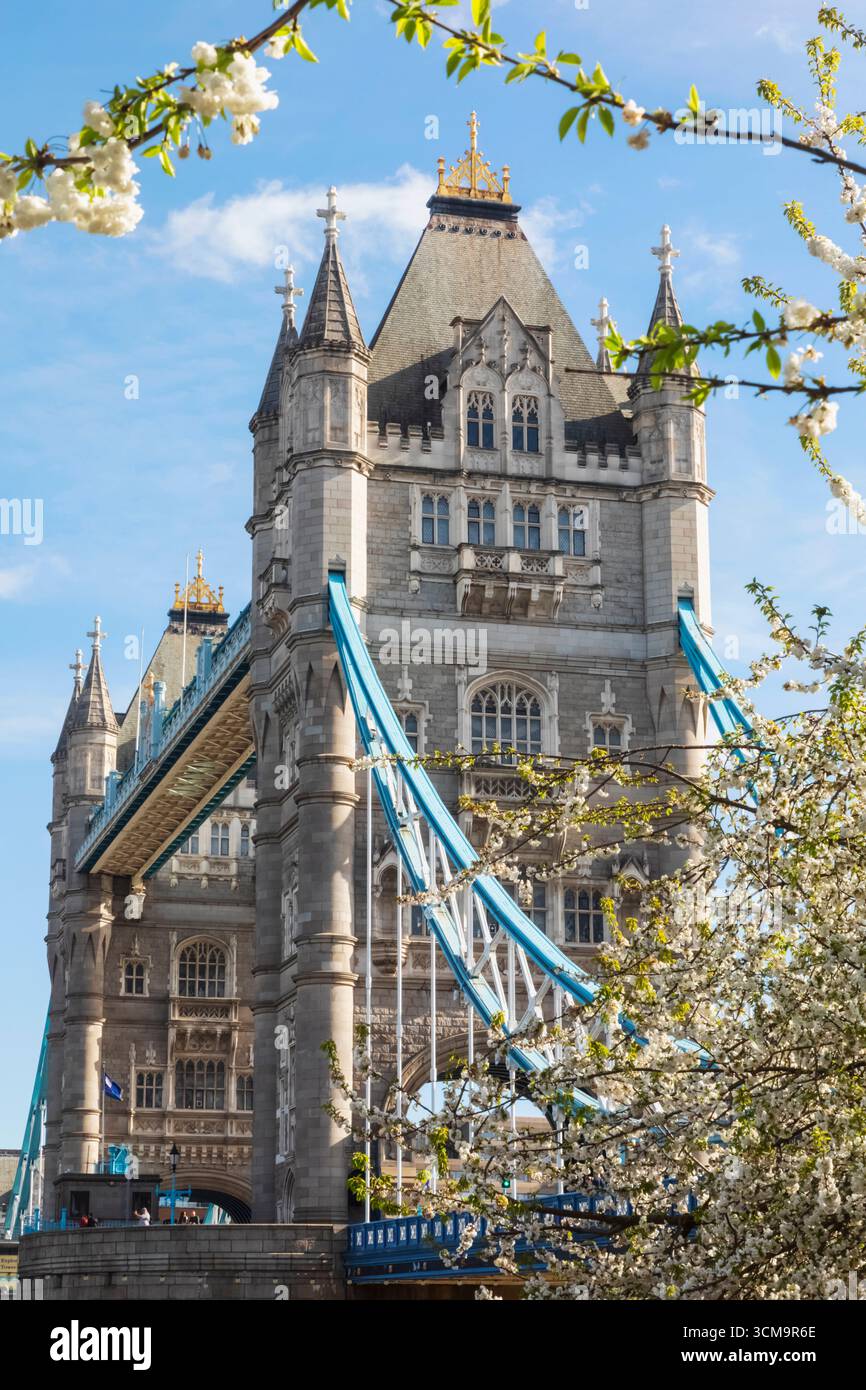 Inghilterra, Londra, Tower Bridge e Spring Blossom in Bloom Foto Stock