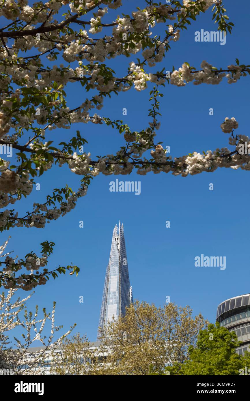Inghilterra, Londra, Southwark, il coccio e la primavera sbocciano i fiori Foto Stock