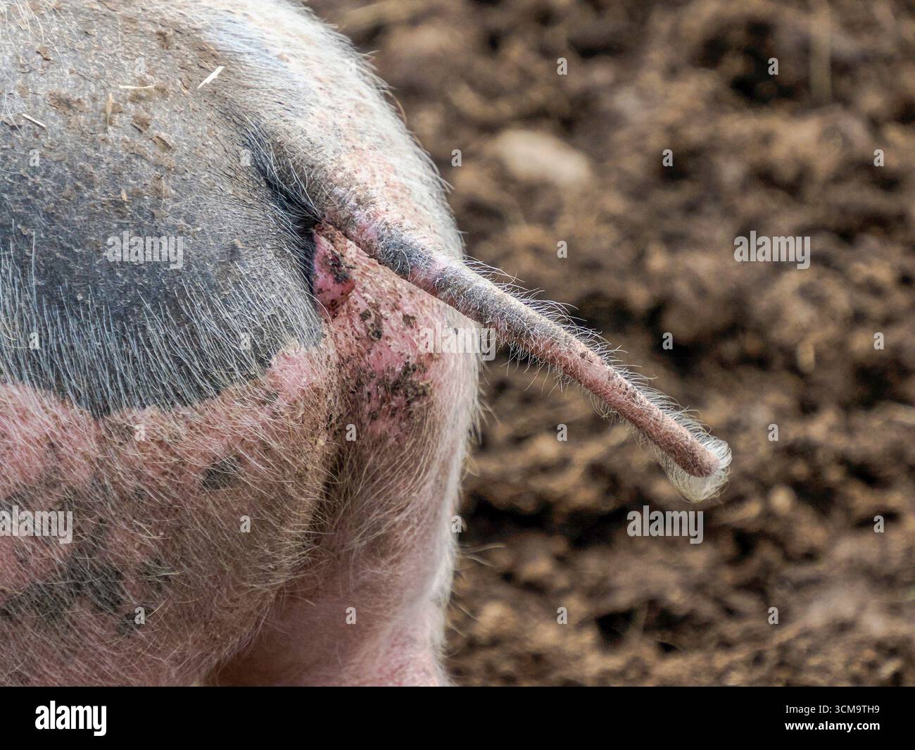 Una coda di maiale rosa di fattoria dettaglio da vicino Foto Stock