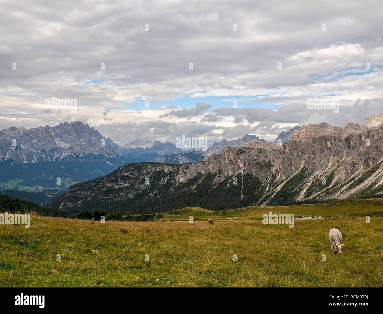 particolare mucca alpina nelle montagne delle dolomiti Foto Stock