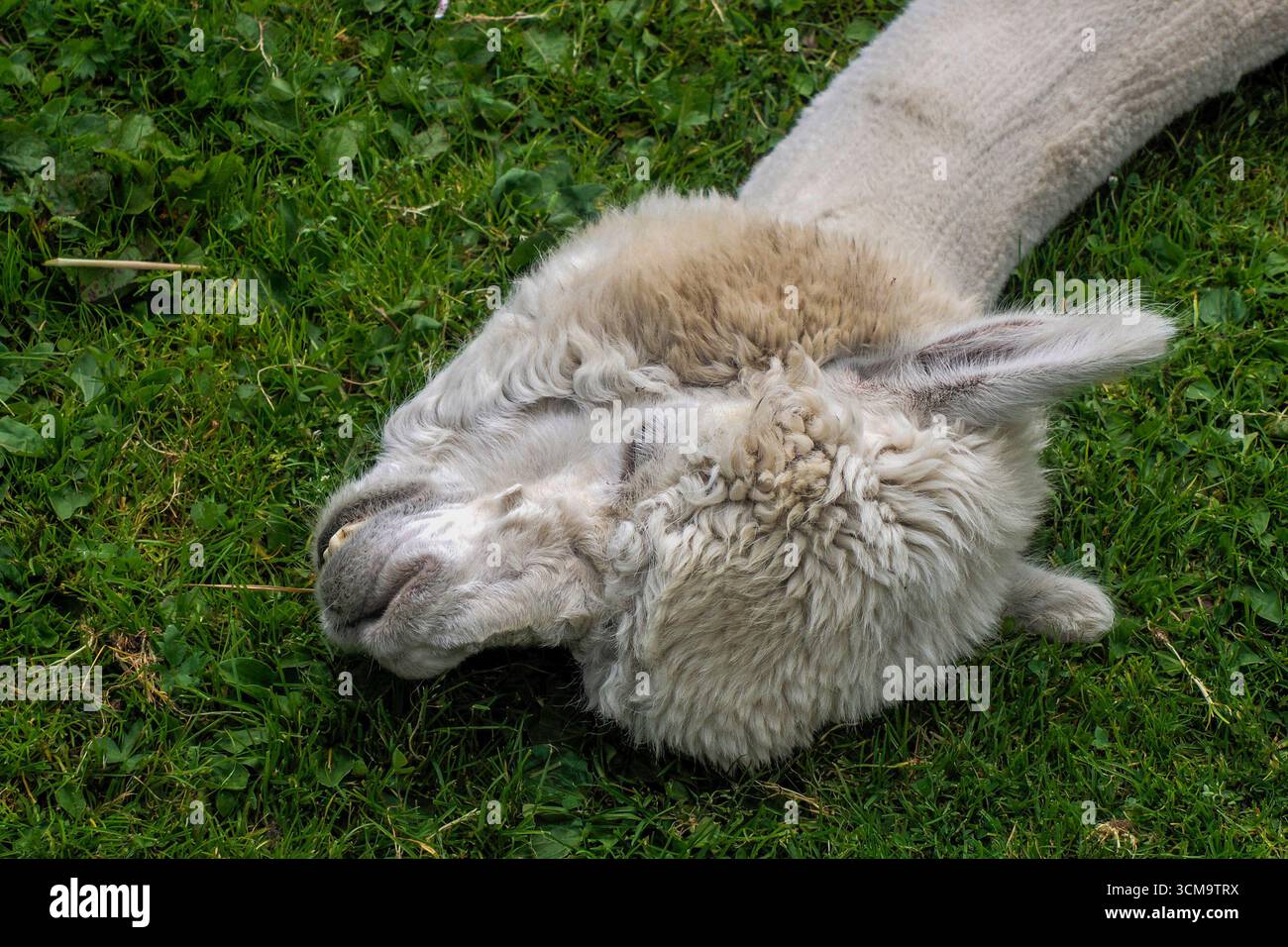Un alpaca di Furry che si rilassa sull'erba ritratto da vicino Foto Stock
